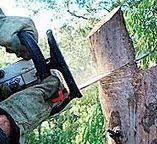 Best Fruit Tree Pruning  in Rogersville, AL